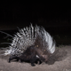 A porcupine. Credit: Will Burrard-Lucas/WWF-US.